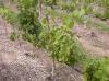 PB Valley winery 47.jpg 2.9K